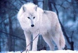 雪狼电影全集在线观看,冰封岁月的传奇冒险