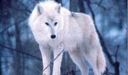 雪狼电影全集在线观看,冰封岁月的传奇冒险