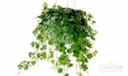 藤蔓植物爆料方法视频大全,视频大全揭秘种植技巧
