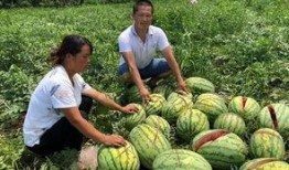 文县网红吃瓜事件真相,真相背后的网络风波