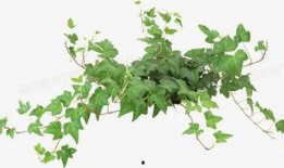 藤蔓植物爆料方法视频大全,视频大全揭秘种植技巧