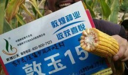 敦煌种业最新爆料新闻,揭秘公司重大战略调整与市场动向