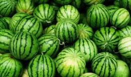 文县网红吃瓜事件真相,真相背后的网络风波